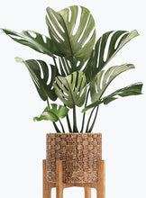 Load image into Gallery viewer, LACY TREE