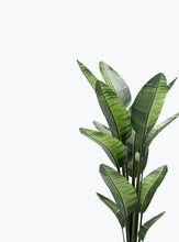 Load image into Gallery viewer, FICUS