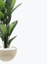 Load image into Gallery viewer, FICUS