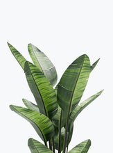 Load image into Gallery viewer, FICUS