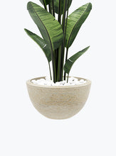 Load image into Gallery viewer, FICUS