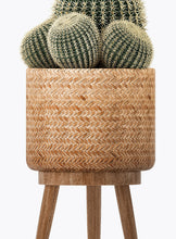 Load image into Gallery viewer, CACTUS