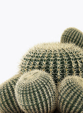 Load image into Gallery viewer, CACTUS