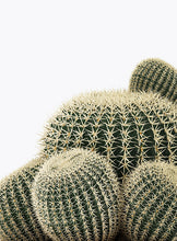 Load image into Gallery viewer, CACTUS
