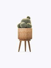 Load image into Gallery viewer, CACTUS
